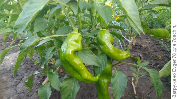 Перец Хоттабыч