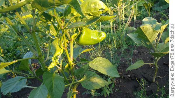 Перец Помпео