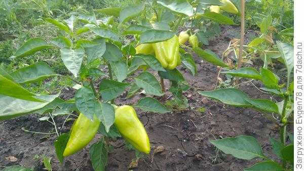 Винни Пух, Тамерлан, Сноудон.