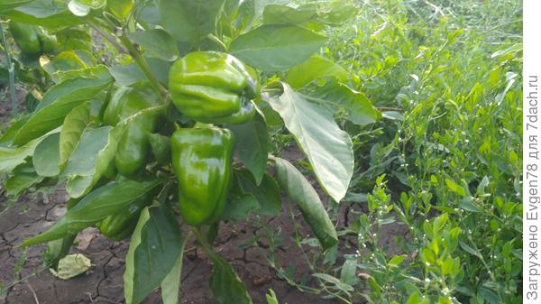 Перец Джемини