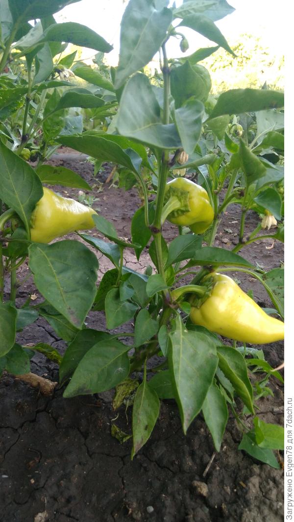 Перец Сноудон