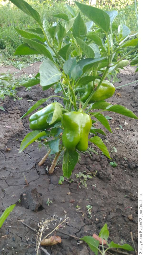 Оранжевый бочонок