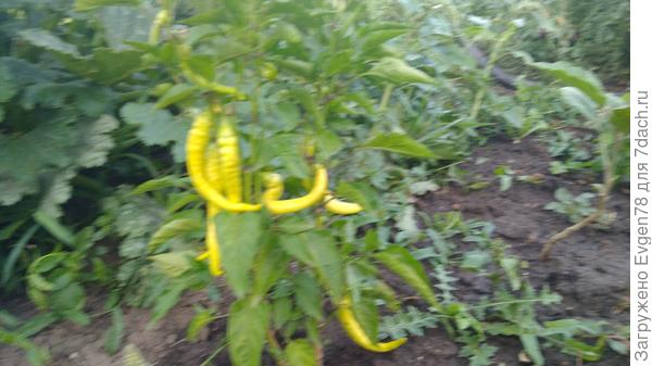 Перец острый Бараний рог