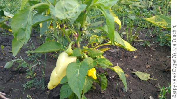 Перец Хаски