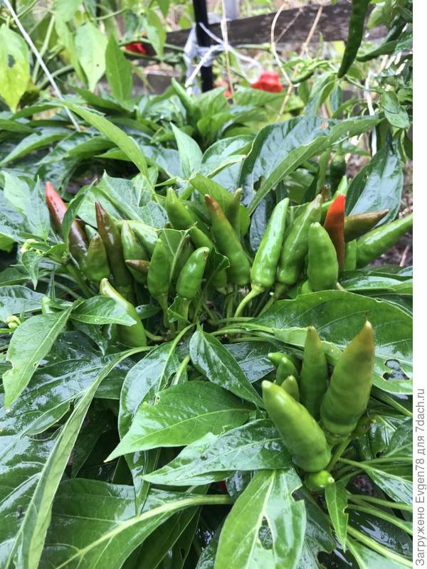 Перец Клюв сокола