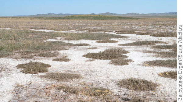 Солончак