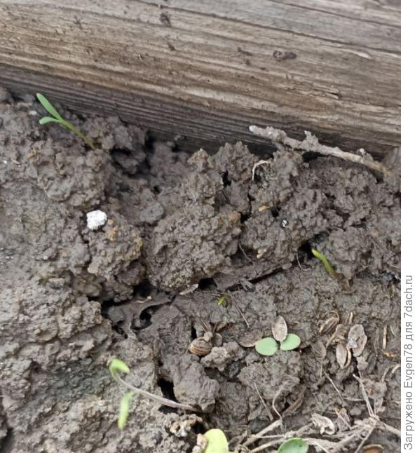 Томат Ни забот ни хлопот