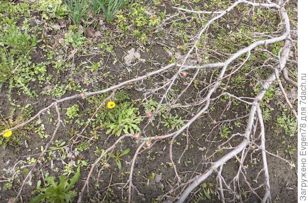 Воля к жизни