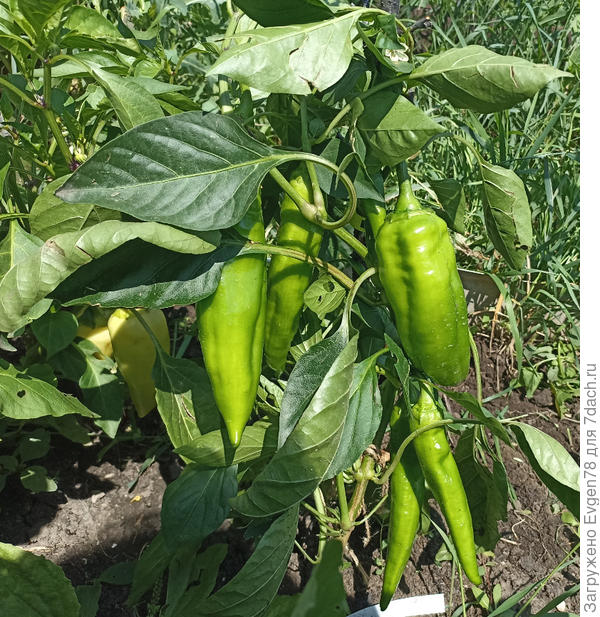 Перец Гасконец