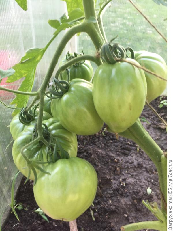 «Сердце быка»