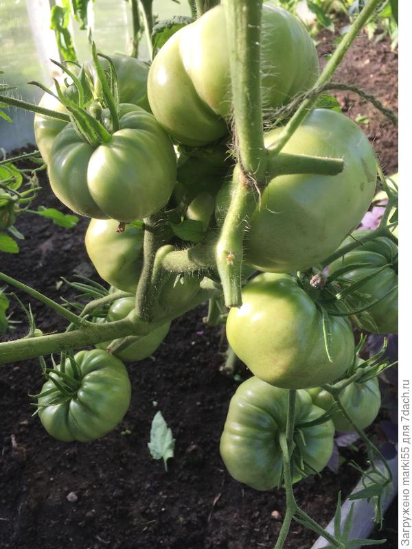 Это «Мазарини», жаль, что не нашла «Батяню»