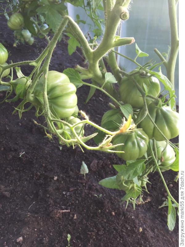 Это «Сто пудов»