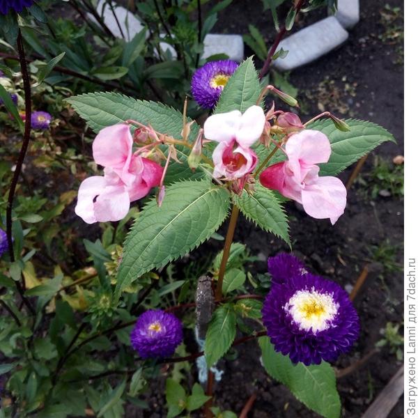 Растение с розовыми цветами,что это за цветок?