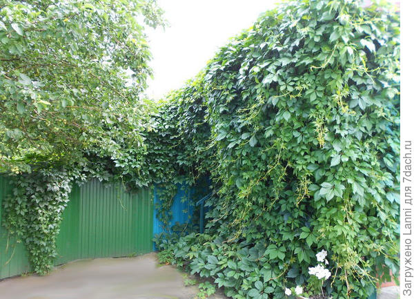 Девичий виноград.