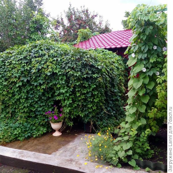 Девичий виноград.