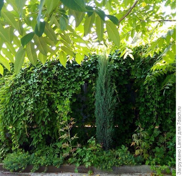 Можжевельник Скайрокер.