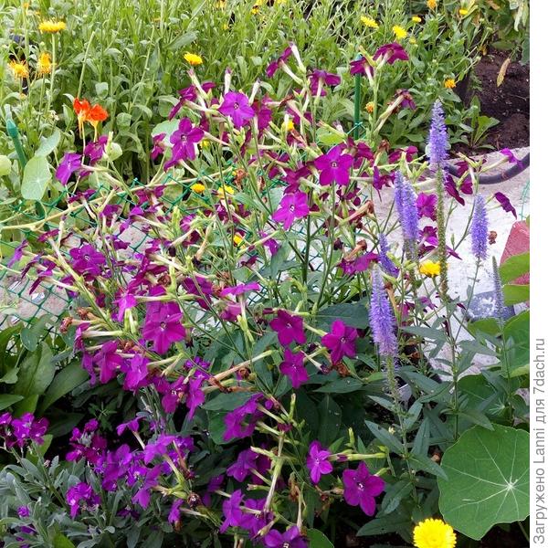 Табак Сандер.