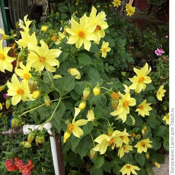 Георгина низкорослая Калипсо.