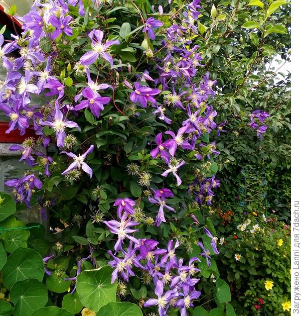 Клематис &amp;amp;amp;amp;#39;Blue Sensation&amp;amp;amp;amp;#39;