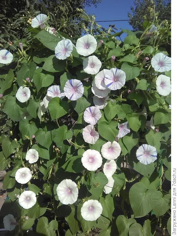 Ипомея дланевидная