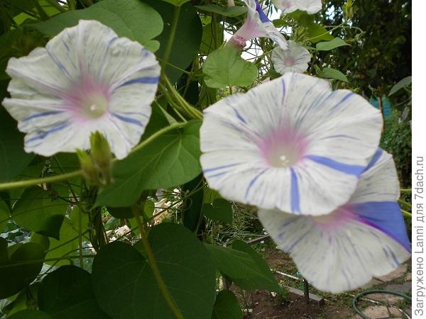 Голубая звезда.