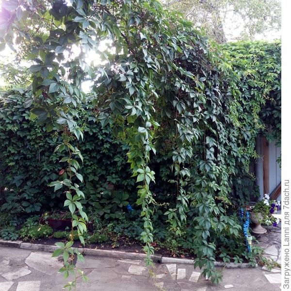 Девичий виноград.