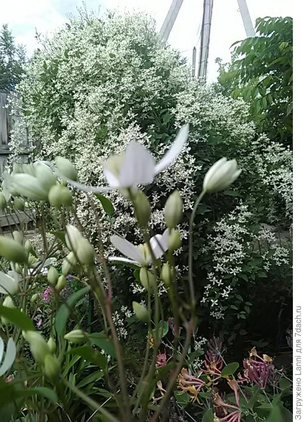 Клематис прямой.