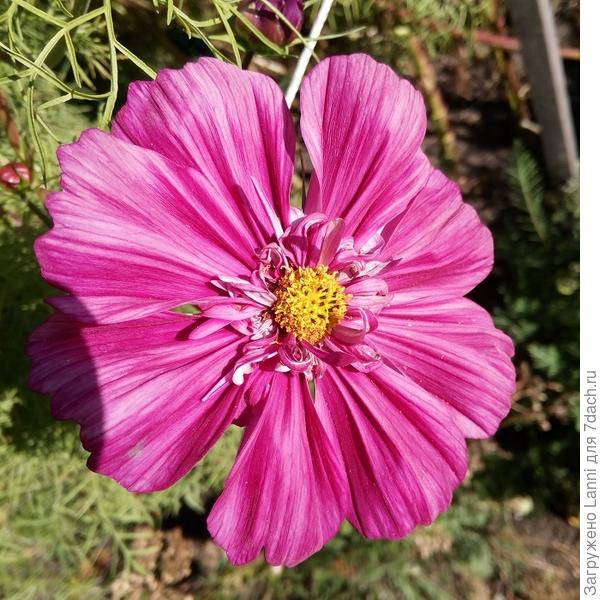 Махровая кнопка.