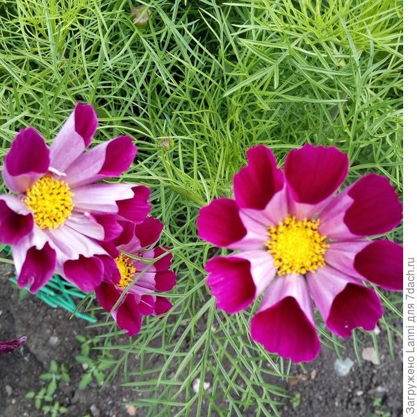 Махровая кнопка.