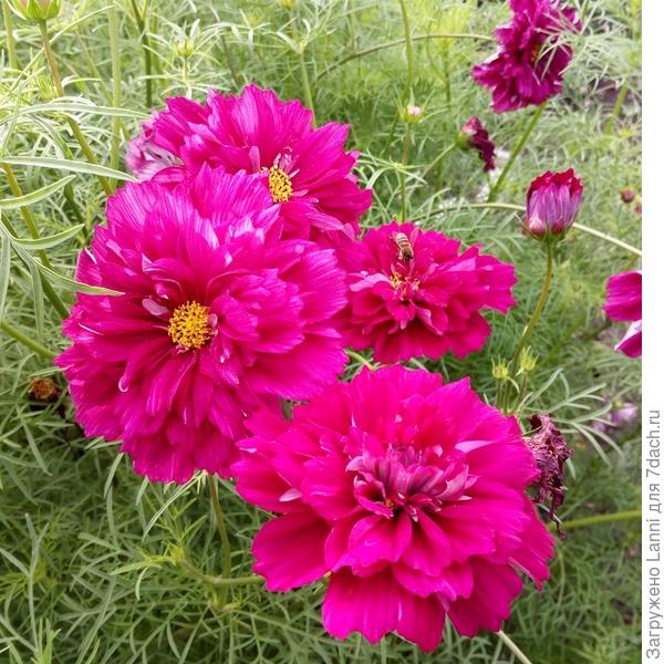 Махровая кнопка.