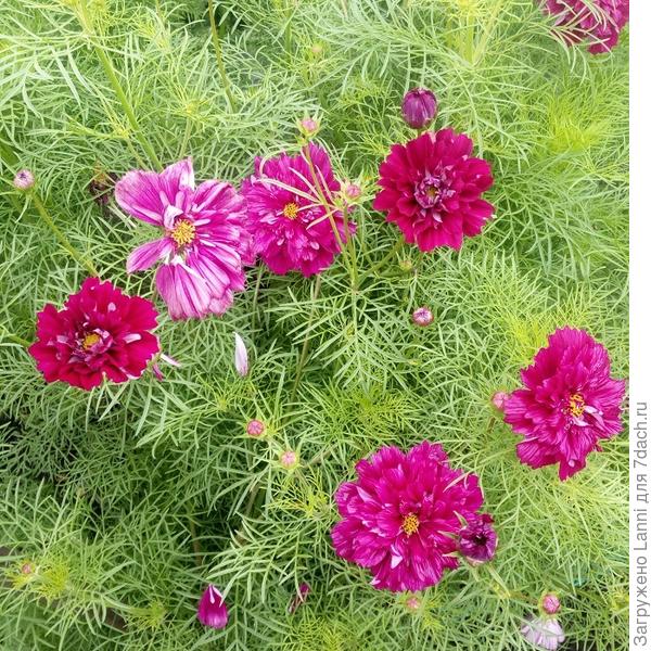 Махровая кнопка.