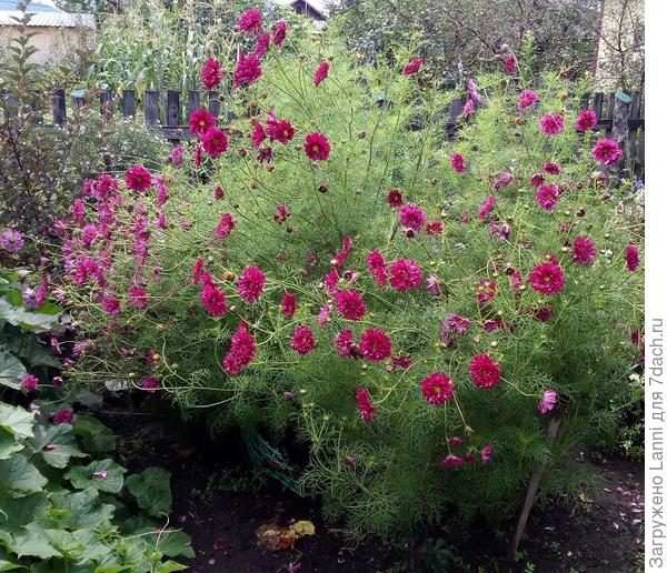 Космея Махровая кнопка.