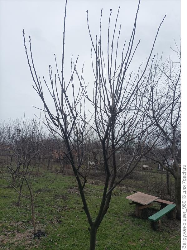 Надо ли проводить обрезку?