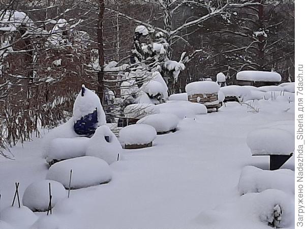 - в Саду (30 ноября 2019)