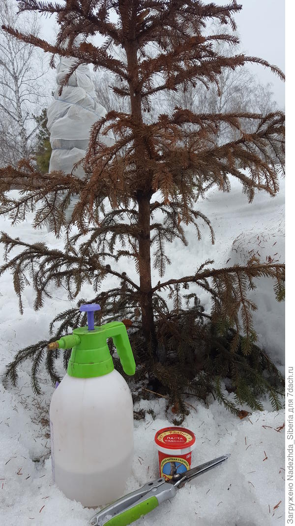 -Рубра весной (320 марта 2019, попытки реанимации)