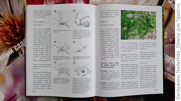 Автор энциклопедии не забыл о борьбе с сорняками, обрезке, пересадке и размножении различных видов растений - далее будут приведены наглядные схемы этих процессов