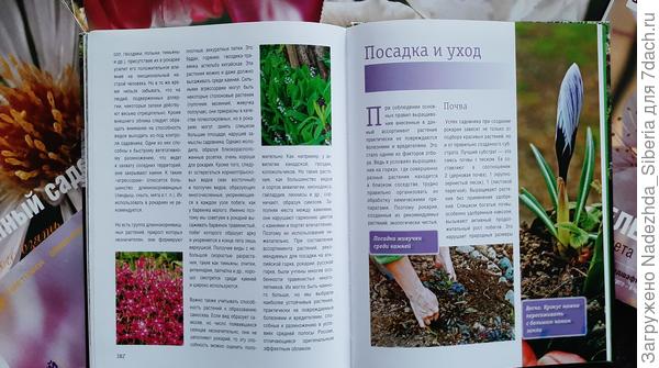 - Осуществляем посадку с учетом почвы и специфики посадки в ваш конкретный каменистый цветник: