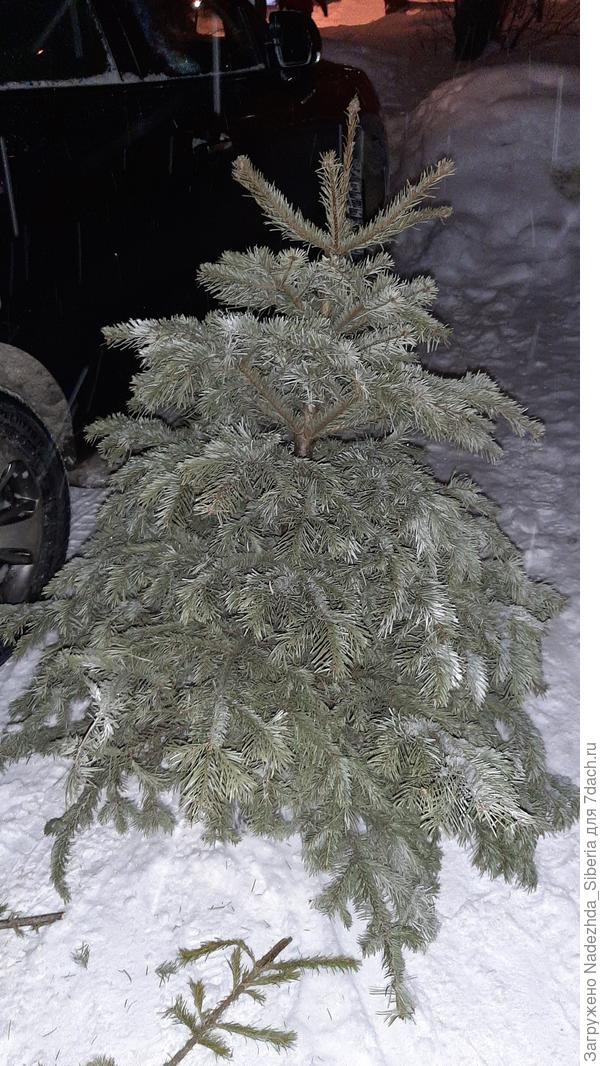 ...Эх, расти бы, да расти ей... Увы и ах...