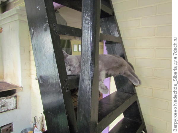 Поднимаемся по лестнице... На кота не наступите!
