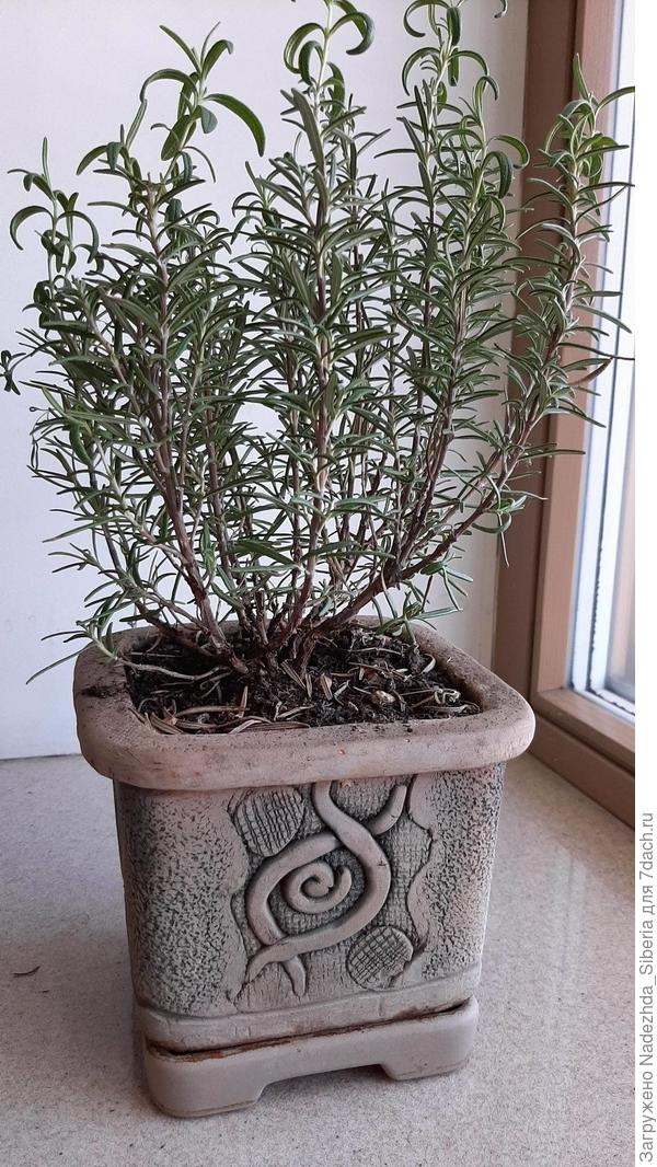 Сейчас ТРЕТИЙ завела - зимует дома, выглядит не очень (на мой вкус)...