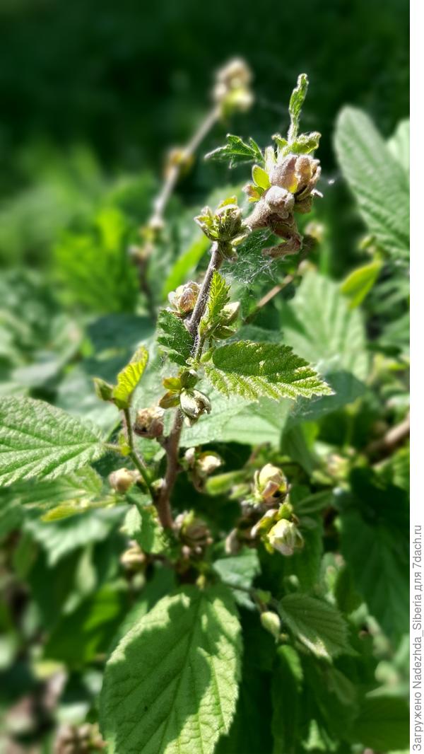 Моя гипотеза, которую я придумала по аналогии: это почковой клещ (как бывает на смородине).