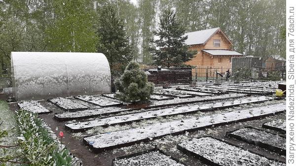 Весна-2020. Майский снежок в моём огороде