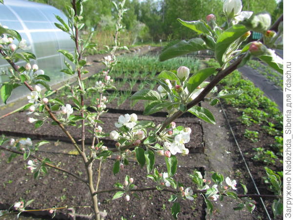 Май 2014. Эта красотка нарядилась в белую пену уже в первую же весну!