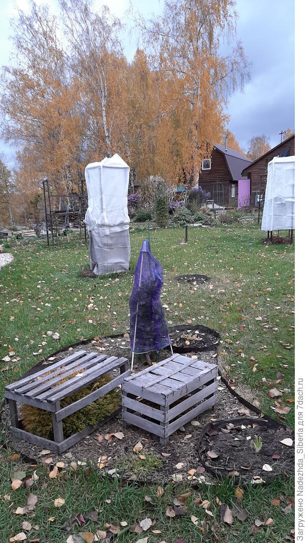 На самом дальнем плане - начинаем укрывать яблоньки (про этажерки для них уже рассказывала - они не убираются и круглый год стоят в виде инсталляций). Ближе к нам - ель "Aurea Magnifica" (колышки и сетка), маленькие туечки западные "Rheingold" и "Golden Tuffet" (ящики).