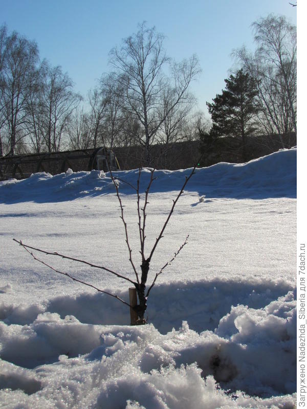 Вот такую скорую помощь пришлось оказывать самым первым делом — бинтовать первым попавшимся материалом (апрель 2015)