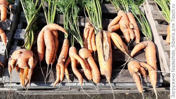 - полюбуйтесь на красоту!..