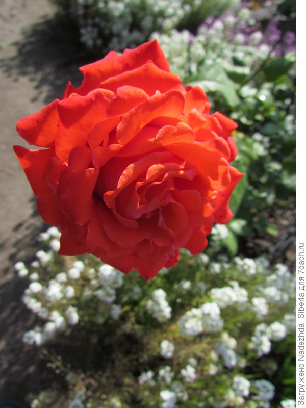 "Angelique"