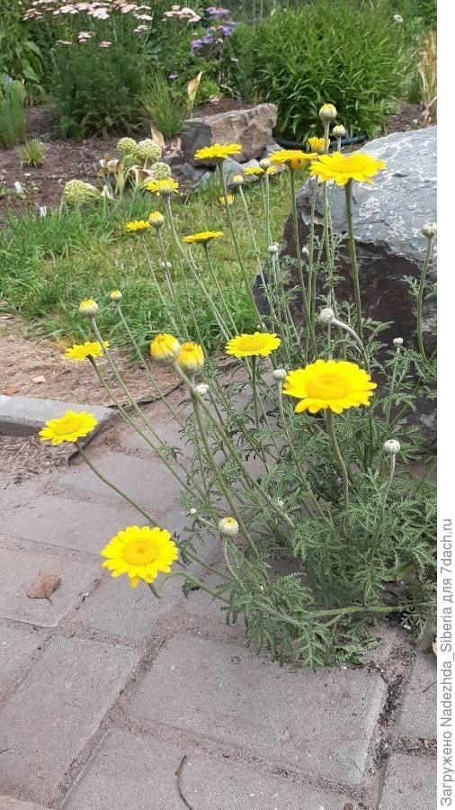 А это - пупавка - самосевная, выросла прямо на брусчатке около кострища