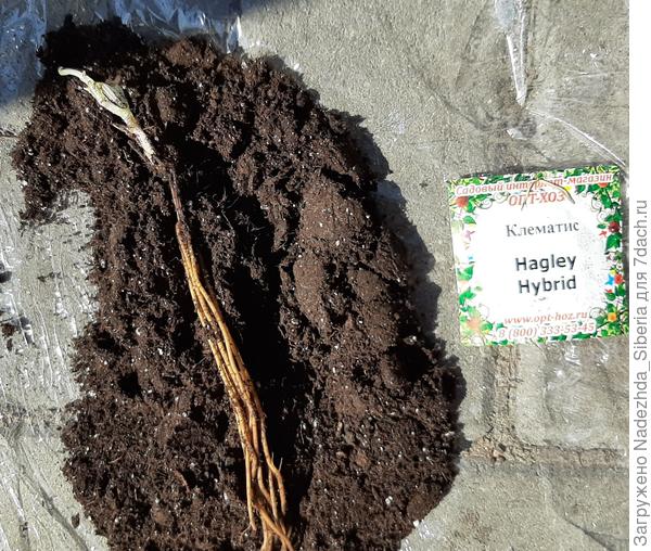 До осени был жив, развивался...