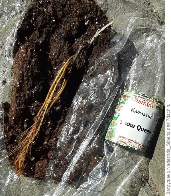 Этот протянул пару недель...